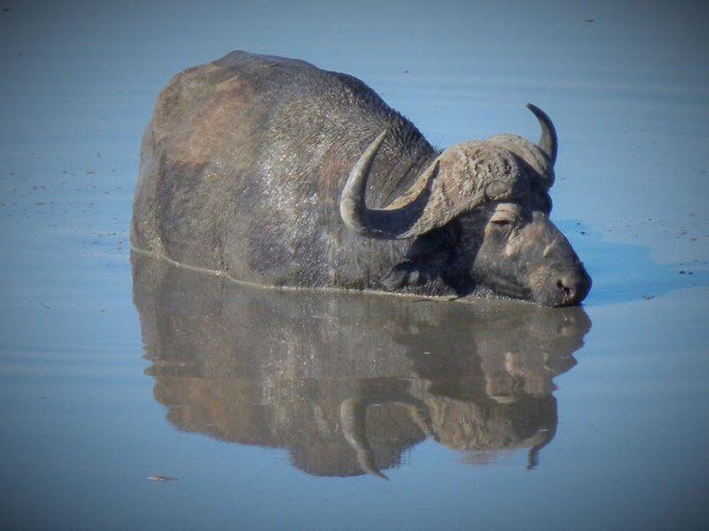 Water Buffalo, Mammal, Animal, Herbivore, 3 Night, 4 Day Marc's Treehouse Kruger Safari, Hoedspruit, Hoedspruit