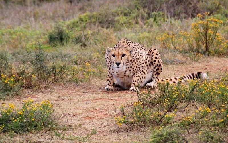 4 Day Tented Kruger Safari South Kruger Park Mpumalanga South Africa Cheetah, Mammal, Animal, Big Cat, Predator