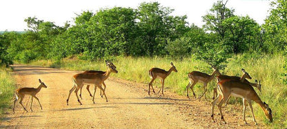 4 Day Tented Kruger Safari South Kruger Park Mpumalanga South Africa Deer, Mammal, Animal, Herbivore