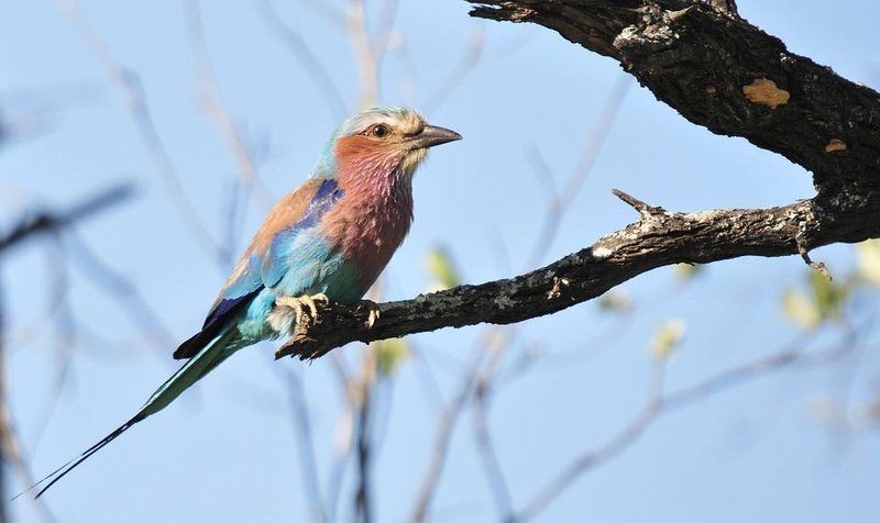 4 Day Tented Kruger Safari South Kruger Park Mpumalanga South Africa Kingfisher, Bird, Animal
