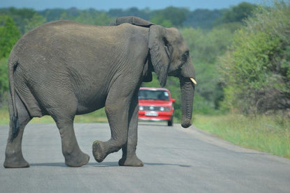 4 Day Tented Kruger Safari South Kruger Park Mpumalanga South Africa Elephant, Mammal, Animal, Herbivore