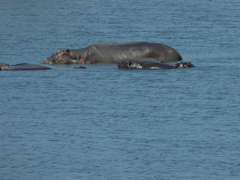 4 Day Tented Kruger Safari South Kruger Park Mpumalanga South Africa Animal