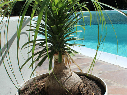 4 Elements Lodge Queenstown Eastern Cape South Africa Palm Tree, Plant, Nature, Wood, Garden