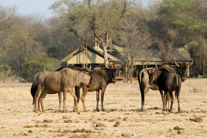 4 Night Kruger Walking Safari South Kruger Park Mpumalanga South Africa Gnu, Mammal, Animal, Herbivore