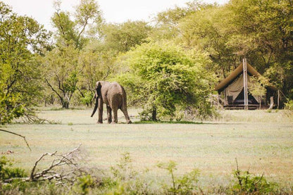 4 Night Kruger Walking Safari South Kruger Park Mpumalanga South Africa Elephant, Mammal, Animal, Herbivore