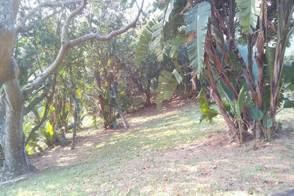41 Bentley Estate Ballito Kwazulu Natal South Africa Palm Tree, Plant, Nature, Wood, Tree