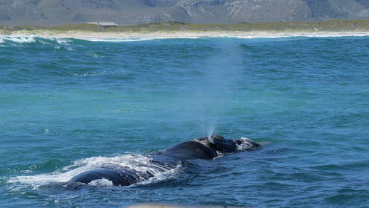 43 On Cliff De Kelders Western Cape South Africa Whale, Marine Animal, Animal, Ocean, Nature, Waters