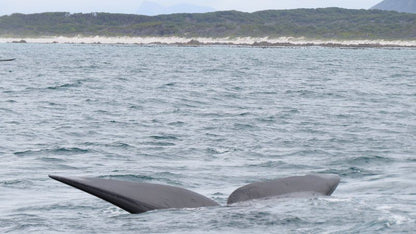 43 On Cliff De Kelders Western Cape South Africa Whale, Marine Animal, Animal