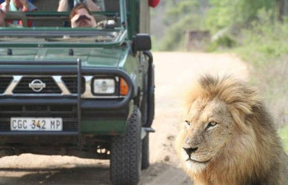 4 Night Kruger Park Safari And Activities Tour South Kruger Park Mpumalanga South Africa Lion, Mammal, Animal, Big Cat, Predator