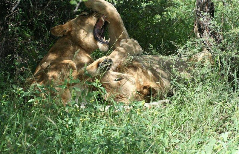 4 Night Kruger Park Safari And Activities Tour South Kruger Park Mpumalanga South Africa Lion, Mammal, Animal, Big Cat, Predator