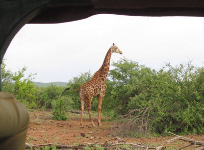 4 Night Kruger Park Safari And Activities Tour South Kruger Park Mpumalanga South Africa Giraffe, Mammal, Animal, Herbivore