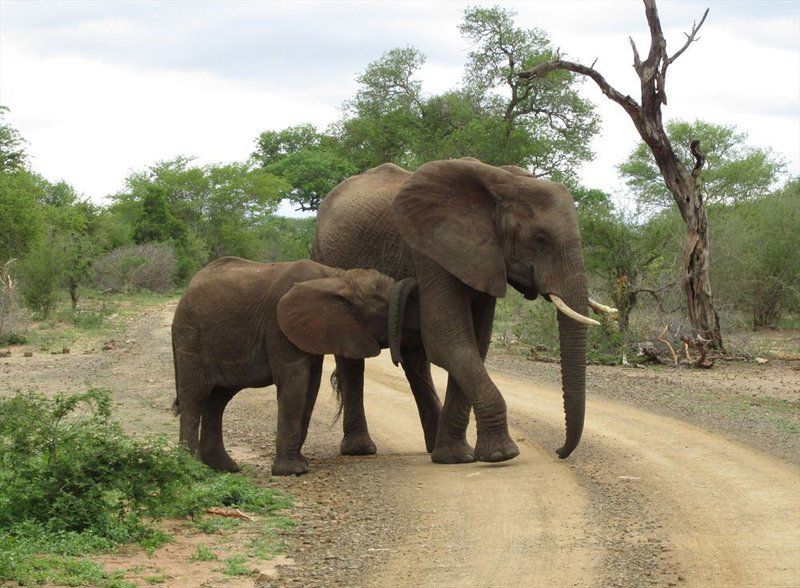 4 Night Kruger Park Safari And Activities Tour South Kruger Park Mpumalanga South Africa Elephant, Mammal, Animal, Herbivore