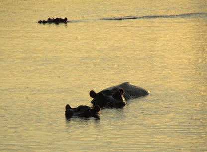 4 Night Kruger Park Safari And Activities Tour South Kruger Park Mpumalanga South Africa Sepia Tones, Animal