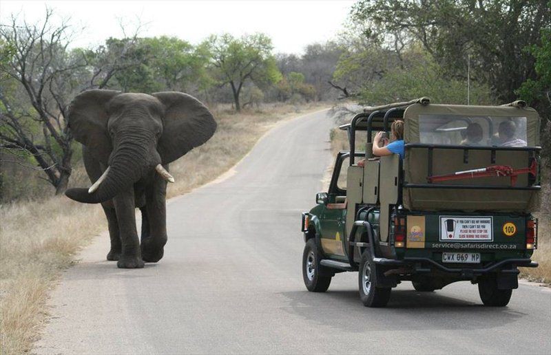 4 Night Kruger Park Safari And Activities Tour South Kruger Park Mpumalanga South Africa Unsaturated, Elephant, Mammal, Animal, Herbivore, Truck, Vehicle