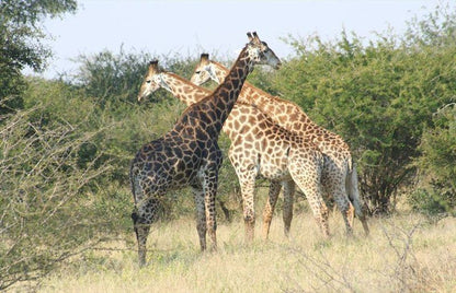 4 Night Kruger Park Safari And Activities Tour South Kruger Park Mpumalanga South Africa Giraffe, Mammal, Animal, Herbivore