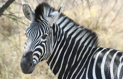 4 Night Kruger Park Safari And Activities Tour South Kruger Park Mpumalanga South Africa Zebra, Mammal, Animal, Herbivore