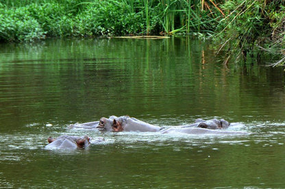 Kruger Park Lodge Unit No 524 Hazyview Mpumalanga South Africa Dog, Mammal, Animal, Pet, Hippo, Herbivore, River, Nature, Waters