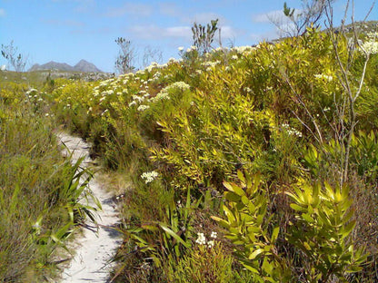 55 On Main Fish Hoek Cape Town Western Cape South Africa Complementary Colors, Colorful, Beach, Nature, Sand, Plant