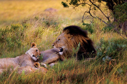 6 Night Cape Town And Safari Muizenberg Cape Town Western Cape South Africa Lion, Mammal, Animal, Big Cat, Predator