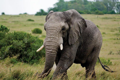 6 Night Cape Town And Safari Muizenberg Cape Town Western Cape South Africa Elephant, Mammal, Animal, Herbivore