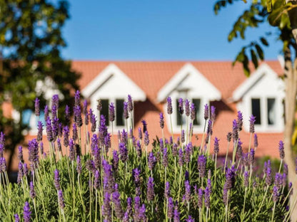 6 On Protea Paradise Knysna Western Cape South Africa Complementary Colors, House, Building, Architecture, Lavender, Nature, Plant, Garden