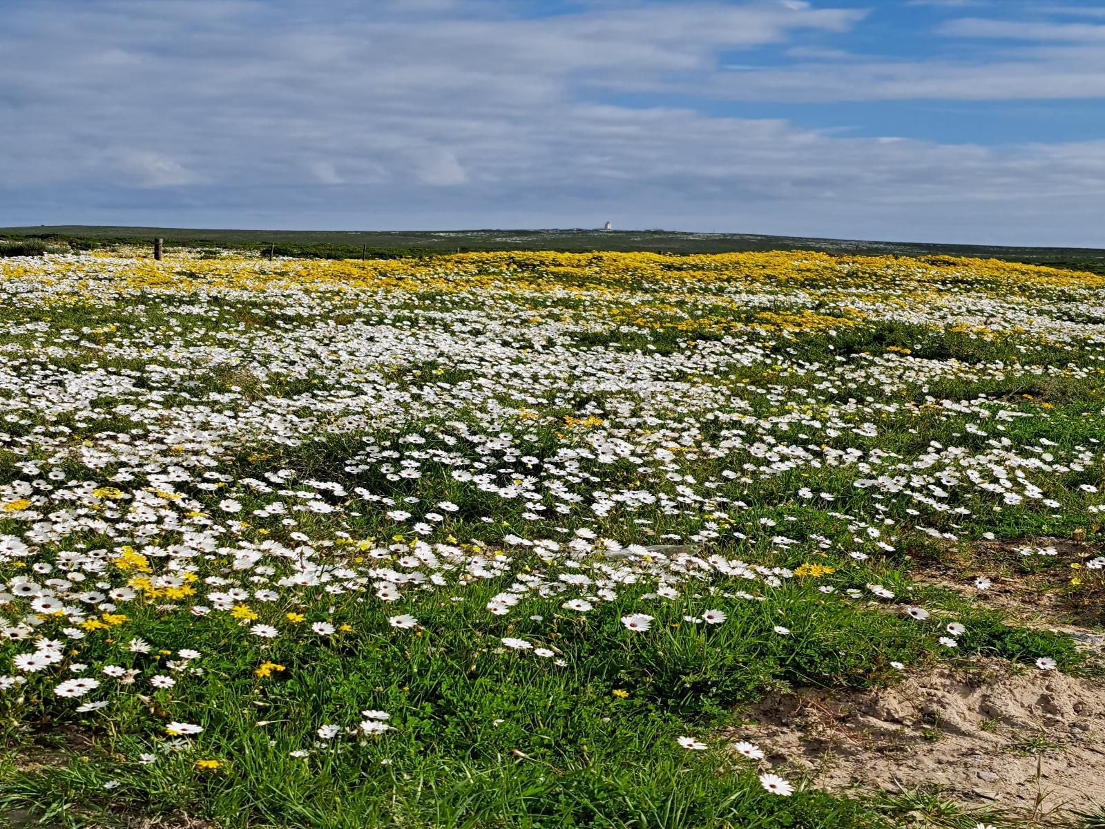 6 On Third, Field, Nature, Agriculture, Meadow, Plant, Lowland