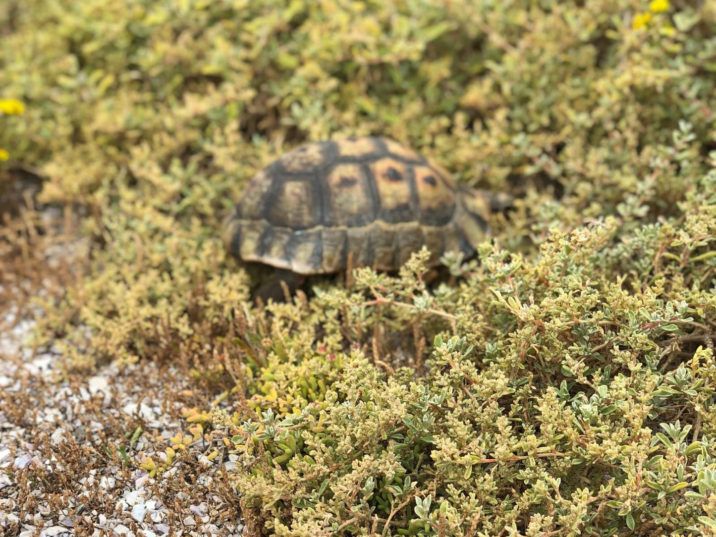 6 On Third, Sepia Tones, Reptile, Animal, Turtle