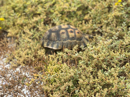 6 On Third, Sepia Tones, Reptile, Animal, Turtle