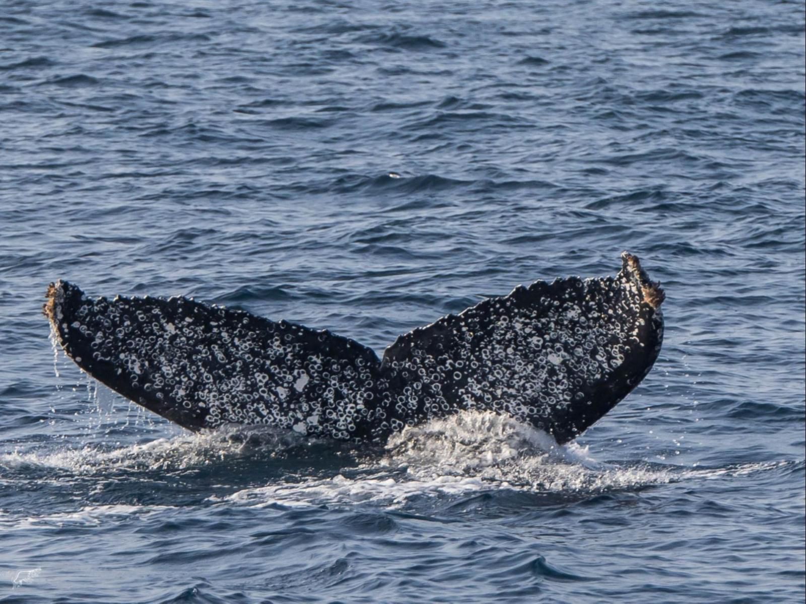 6 The Bridge St Lucia Kwazulu Natal South Africa Whale, Marine Animal, Animal