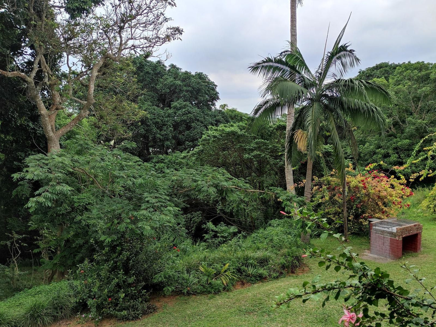 6 The Bridge St Lucia Kwazulu Natal South Africa Palm Tree, Plant, Nature, Wood, Tree