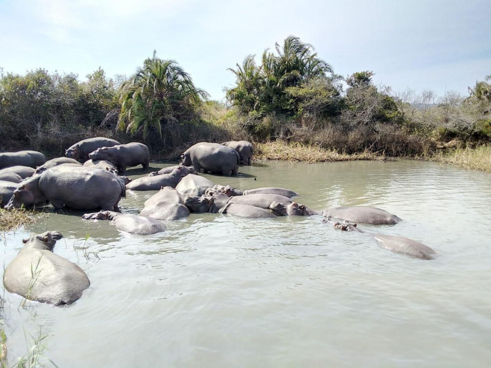 6 The Bridge St Lucia Kwazulu Natal South Africa River, Nature, Waters, Water Buffalo, Mammal, Animal, Herbivore