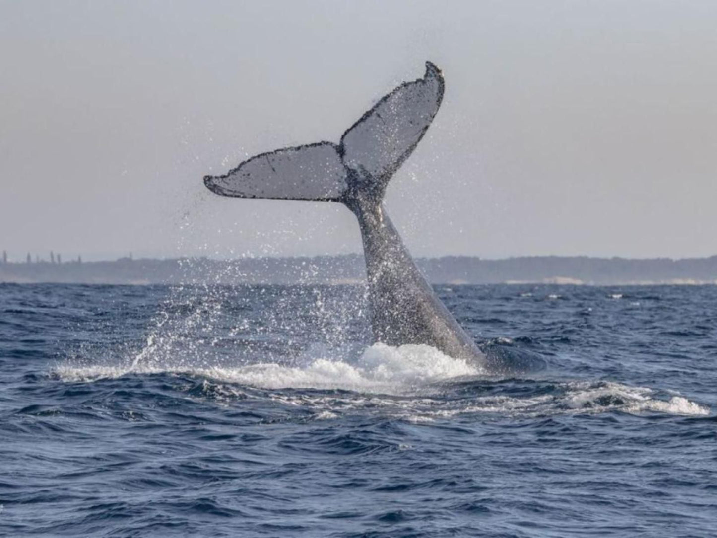 6 The Bridge St Lucia Kwazulu Natal South Africa Whale, Marine Animal, Animal