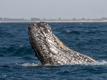 6 The Bridge St Lucia Kwazulu Natal South Africa Whale, Marine Animal, Animal