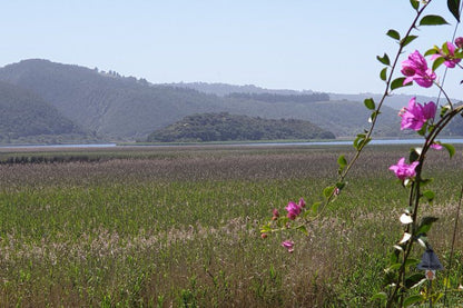 677 On Lake Wilderness Western Cape South Africa Complementary Colors, Field, Nature, Agriculture, Plant