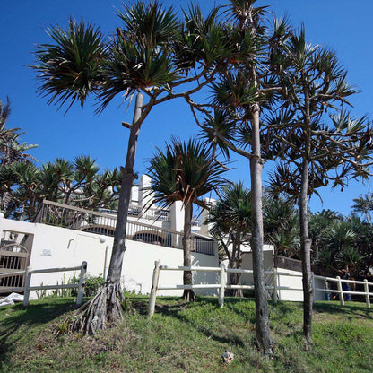 6 Chakas Place Shakas Rock Ballito Kwazulu Natal South Africa Palm Tree, Plant, Nature, Wood