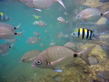 6 Chakas Place Shakas Rock Ballito Kwazulu Natal South Africa Fish, Marine Animal, Animal