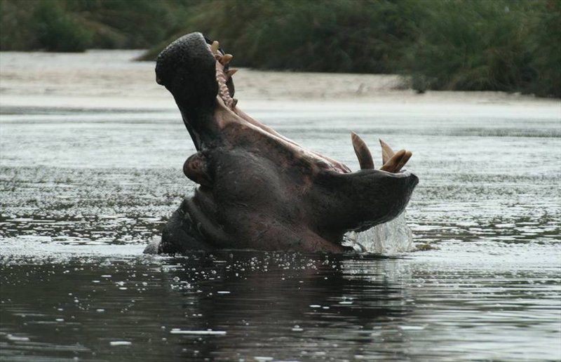 Kruger Park Safari From Southern To Northern Kruger For 6 Nights South Kruger Park Mpumalanga South Africa Unsaturated, Hippo, Mammal, Animal, Herbivore