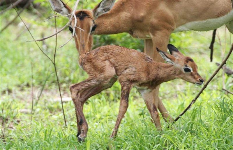 Kruger Park Safari From Southern To Northern Kruger For 6 Nights South Kruger Park Mpumalanga South Africa Deer, Mammal, Animal, Herbivore