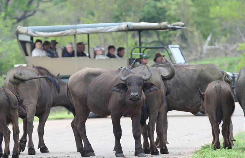 Kruger Park Safari From Southern To Northern Kruger For 6 Nights South Kruger Park Mpumalanga South Africa Unsaturated, Animal