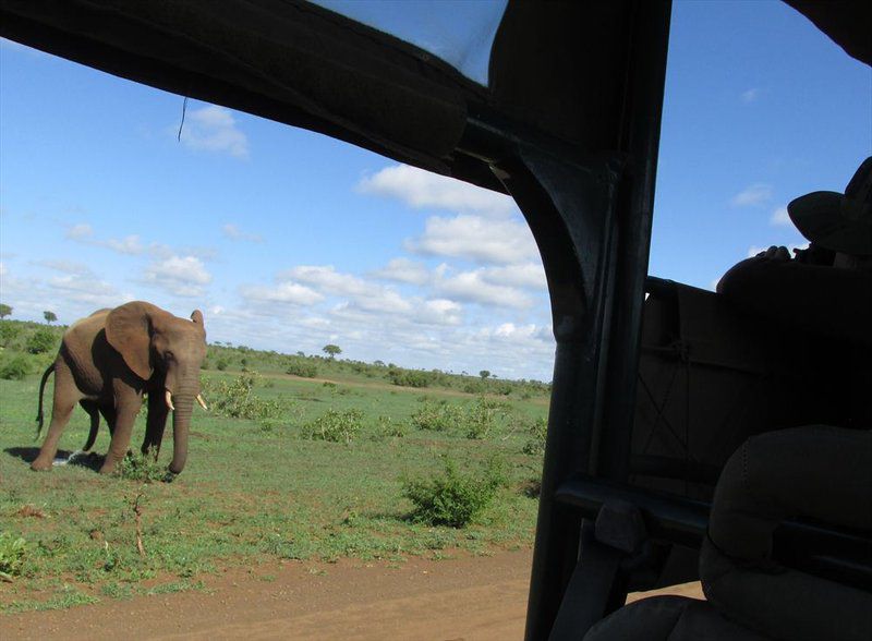Kruger Park Safari From Southern To Northern Kruger For 6 Nights South Kruger Park Mpumalanga South Africa Complementary Colors, Elephant, Mammal, Animal, Herbivore