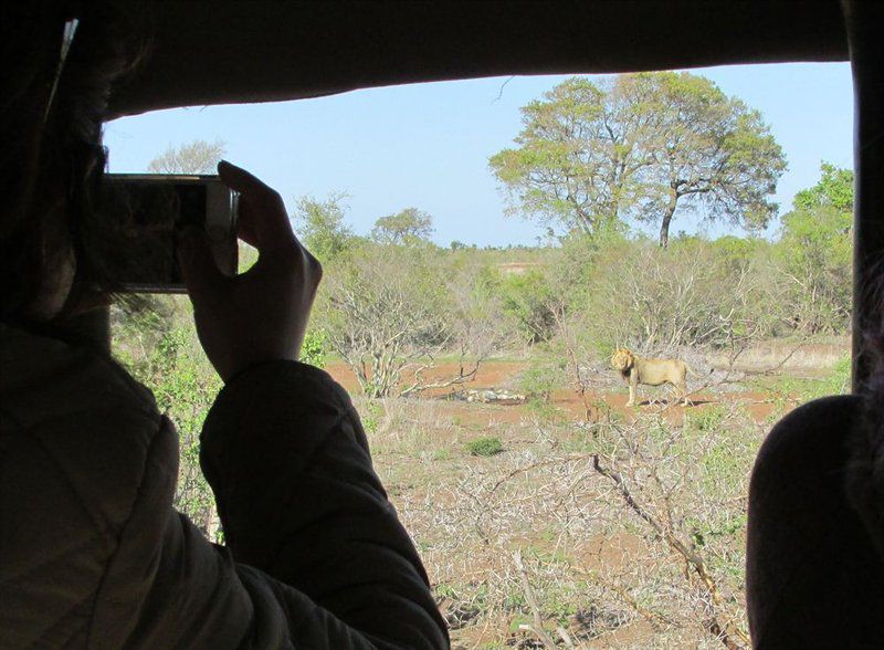 Kruger Park Safari From Southern To Northern Kruger For 6 Nights South Kruger Park Mpumalanga South Africa Animal