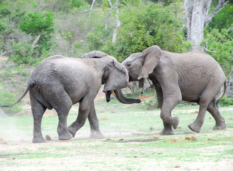 Kruger Park Safari From Southern To Northern Kruger For 6 Nights South Kruger Park Mpumalanga South Africa Elephant, Mammal, Animal, Herbivore