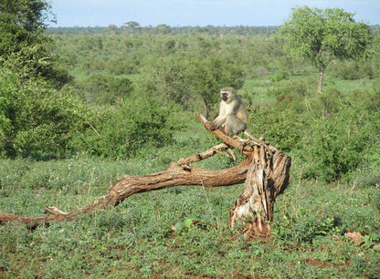 Kruger Park Safari From Southern To Northern Kruger For 6 Nights South Kruger Park Mpumalanga South Africa Primate, Mammal, Animal, Tree, Plant, Nature, Wood