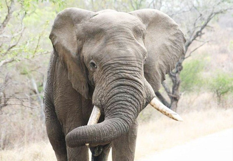 Kruger Park Safari From Southern To Northern Kruger For 6 Nights South Kruger Park Mpumalanga South Africa Elephant, Mammal, Animal, Herbivore