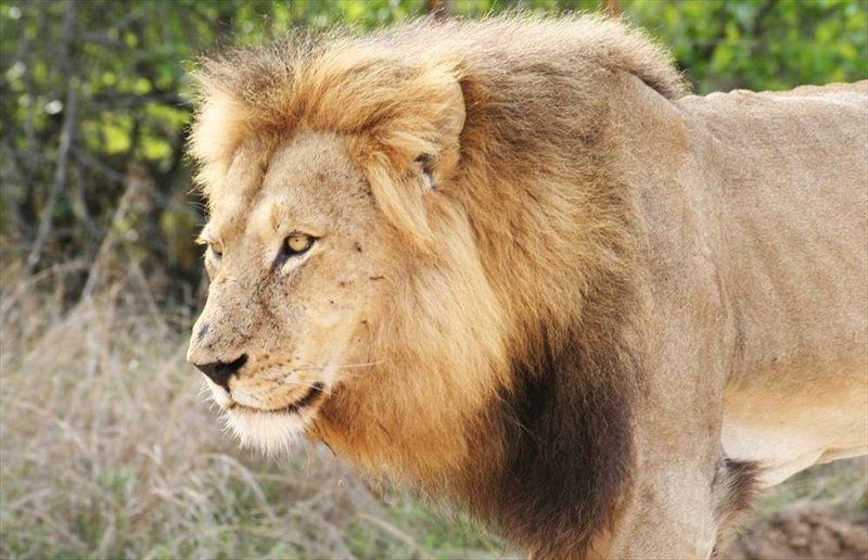 Kruger Park Safari From Southern To Northern Kruger For 6 Nights South Kruger Park Mpumalanga South Africa Sepia Tones, Lion, Mammal, Animal, Big Cat, Predator