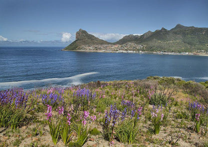7 The Village Hout Bay Scott Estate Cape Town Western Cape South Africa Complementary Colors, Beach, Nature, Sand, Plant