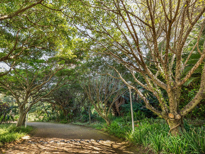 701 Oyster Rock Umhlanga Durban Kwazulu Natal South Africa Plant, Nature, Tree, Wood, Garden