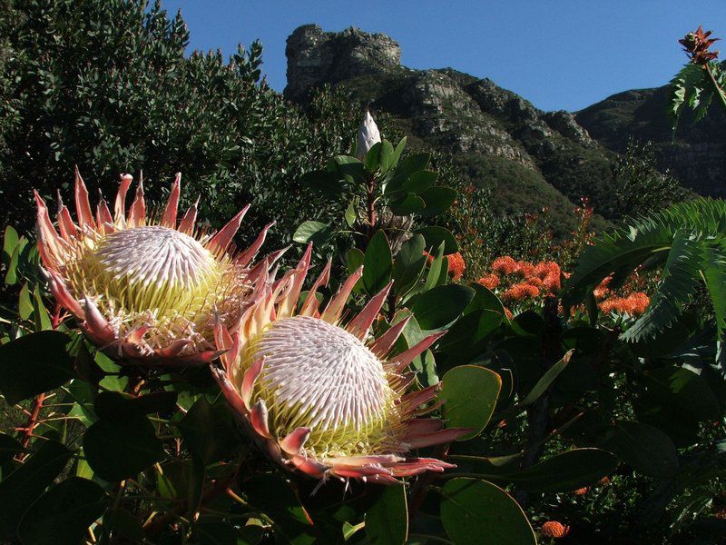 702 Canal Quays Foreshore Cape Town Western Cape South Africa Cactus, Plant, Nature