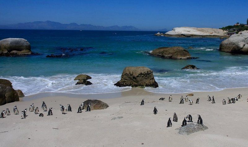 702 Canal Quays Foreshore Cape Town Western Cape South Africa Beach, Nature, Sand, Seal, Mammal, Animal, Predator