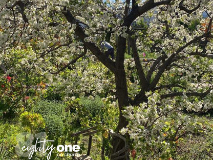 81 On Church Guest House Prince Albert Western Cape South Africa Blossom, Plant, Nature